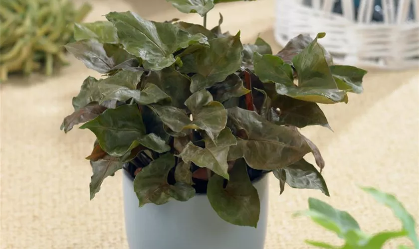 Syngonium podophyllum 'Brocante'