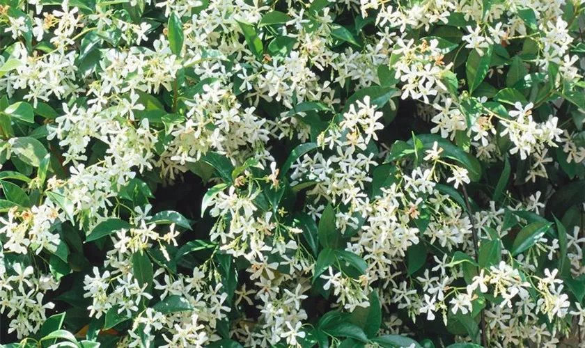 Trachelospermum jasminoides