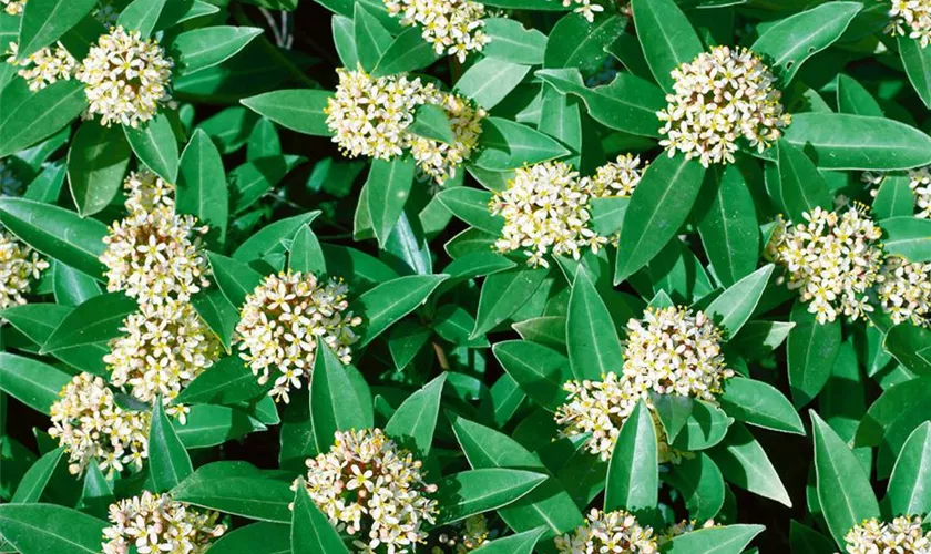 Skimmia japonica 'White Globe'