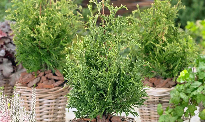 Thuja plicata 'Goldperle'