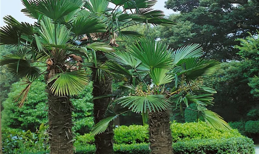 Trachycarpus wagnerianus