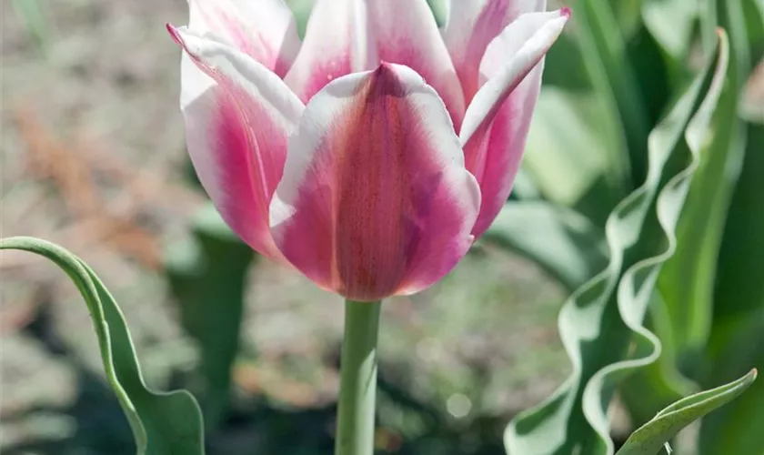 Tulpe 'Ballade'