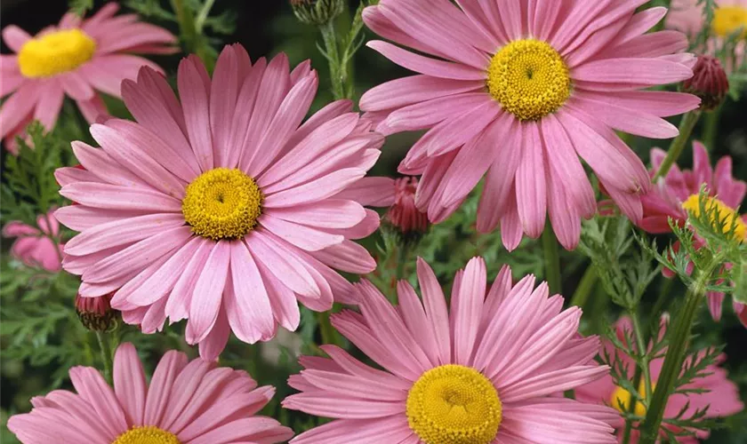 Tanacetum coccineum 'Robinsons Riesen'