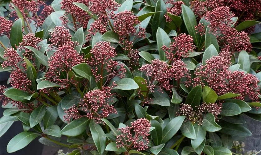 Skimmia japonica 'Hot Chocolate'