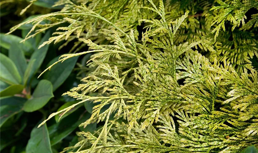 Thuja plicata 'Kagers Beauty'