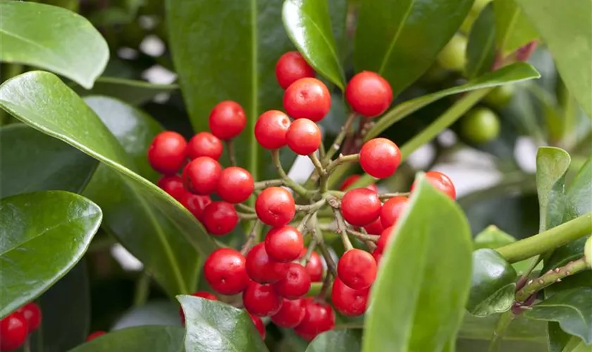 Skimmia japonica 'Kew Green'