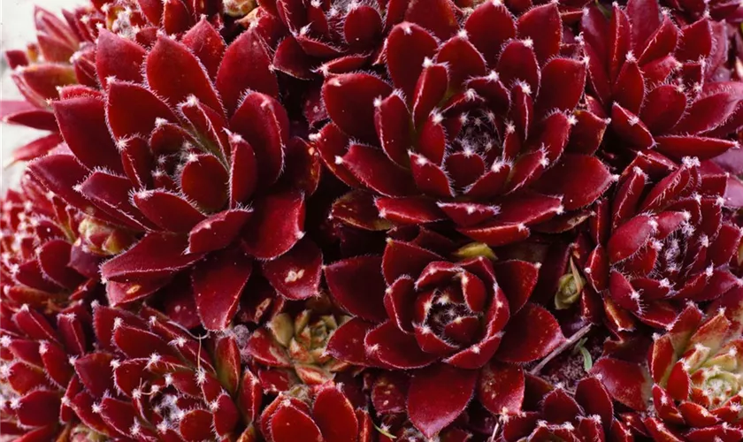 Sempervivum armenum 'Red Wheel'