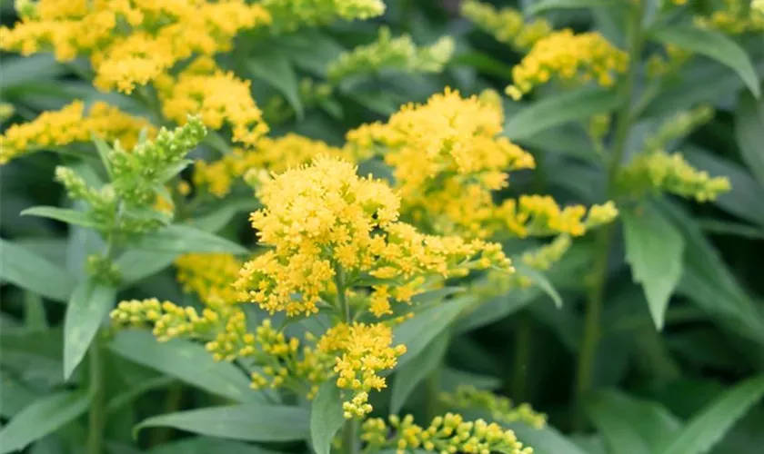 Solidago 'Yellow Surprise'