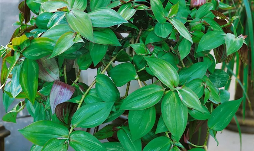 Tradescantia fluminensis 'Green Hill'