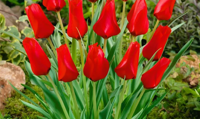 Tulipa 'Red Proud'