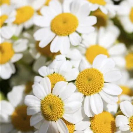 Tanacetum corymbosum