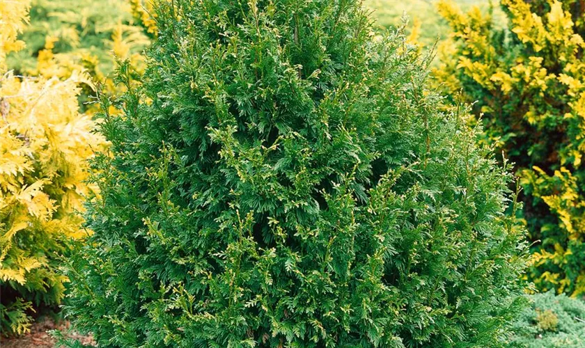 Thuja plicata 'Virescens'