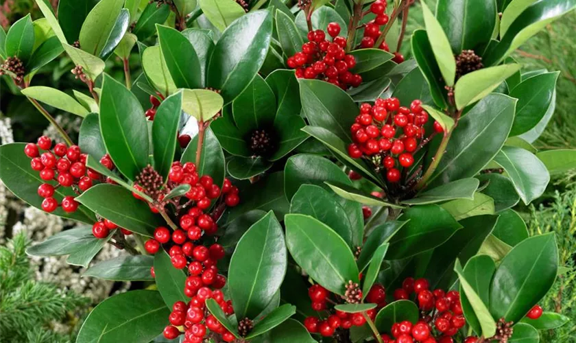 Skimmia japonica 'Obsession'