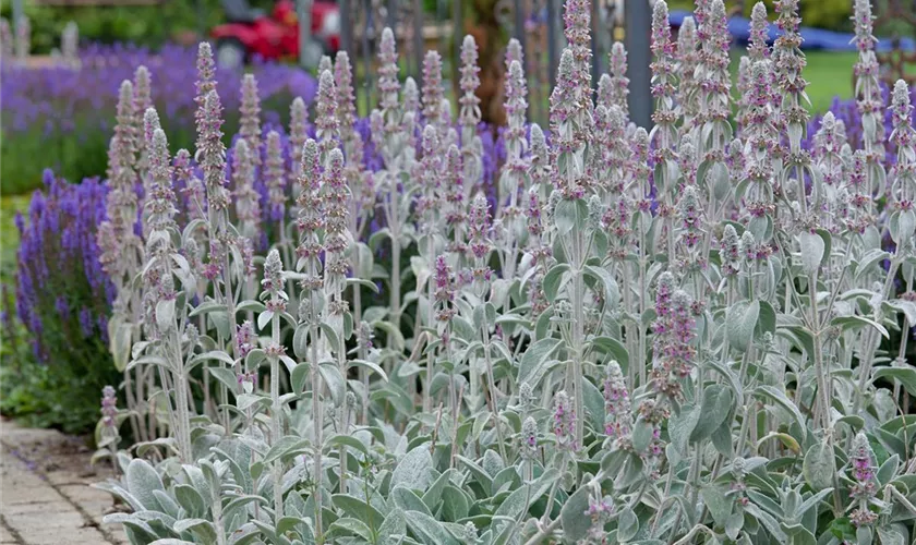 Stachys byzantina 'Silky Fleece'