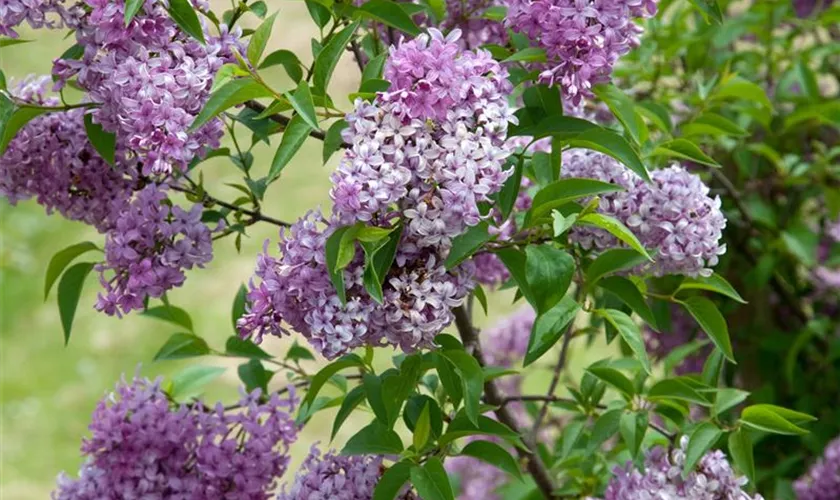 Syringa chinensis 'Saugeana'