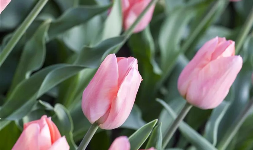 Tulpe 'Beauty Queen'