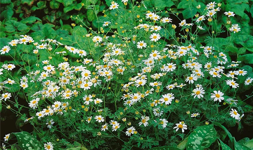 Tanacetum niveum