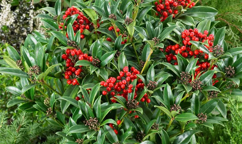 Skimmia japonica 'Passion'