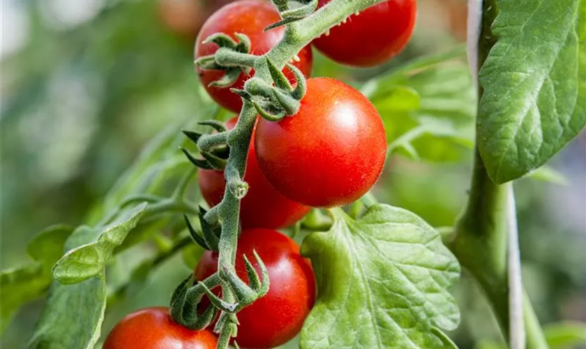 Tomate 'Tomaccio'