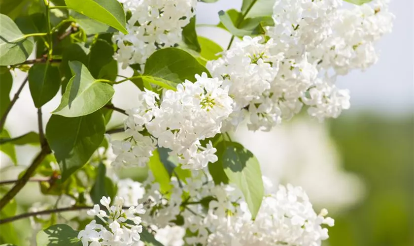 Syringa hyacinthiflora