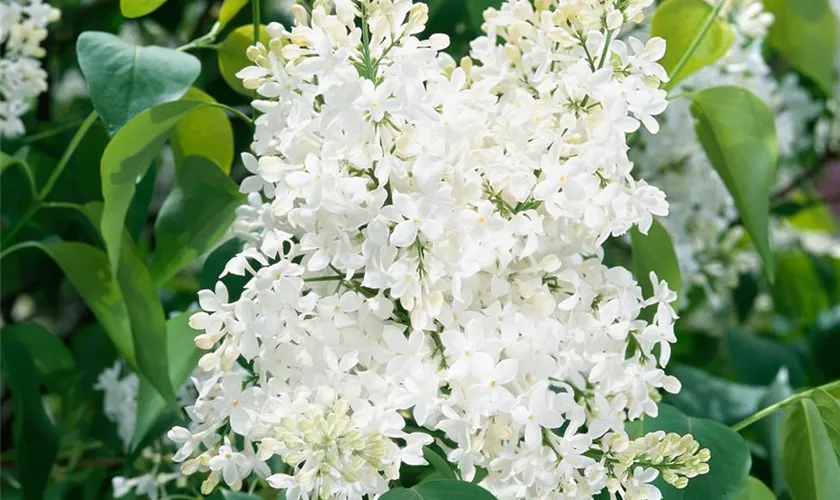 Syringa hyacinthiflora 'Mirabeau'