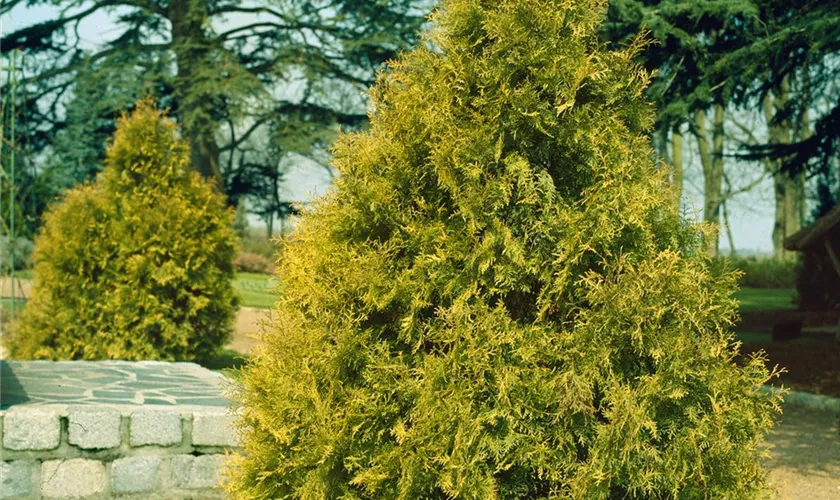 Thuja plicata 'Winter Pink'