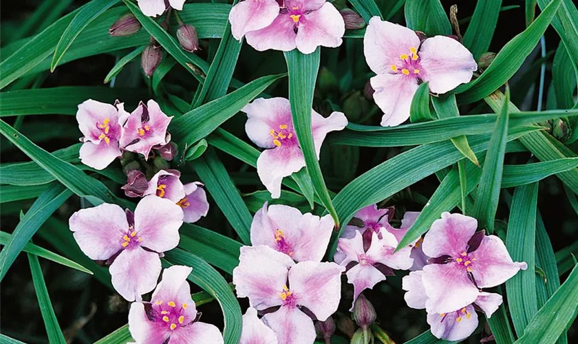 Tradescantia andersoniana 'Bilberry Ice'