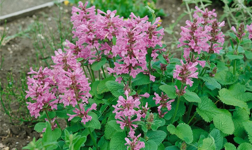 Stachys macrantha 'Superba'