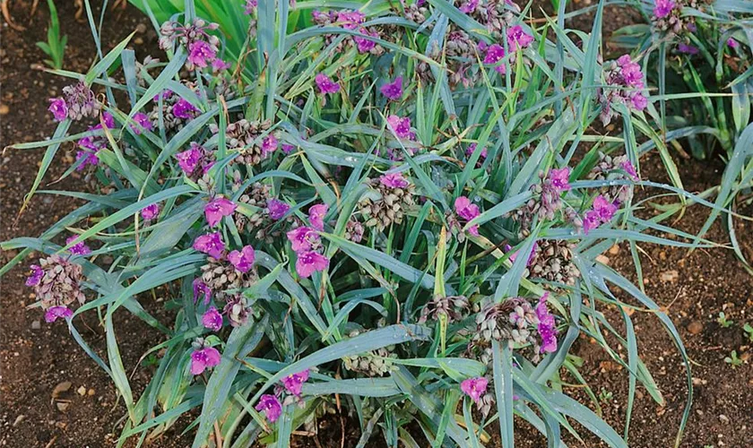 Tradescantia andersoniana 'Concord Grape'