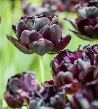 Gefüllte Tulpen: Volle Blüte und betörender Duft