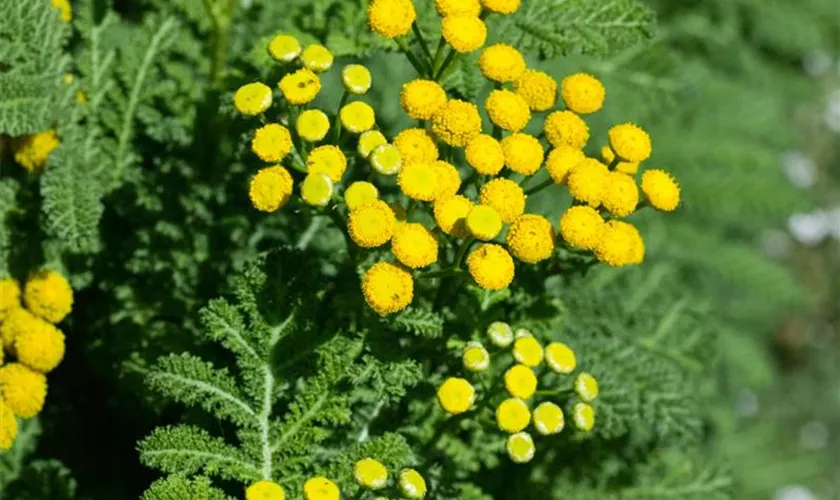 Tanacetum vulgare