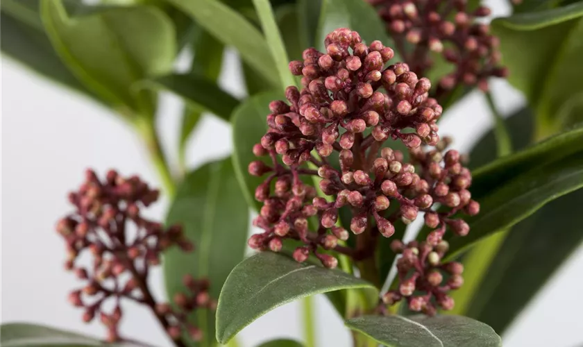 Skimmia japonica 'Rubella'