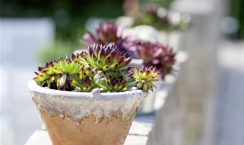 Sempervivum calcareum