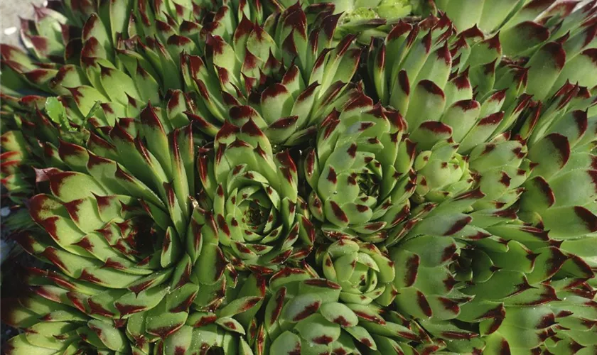 Sempervivum tectorum 'Bicolor'