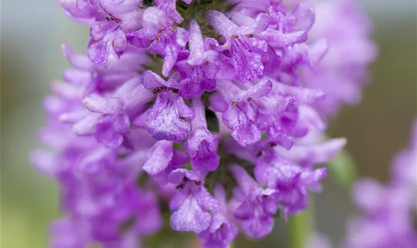 Stachys monnieri 'Hummelo'