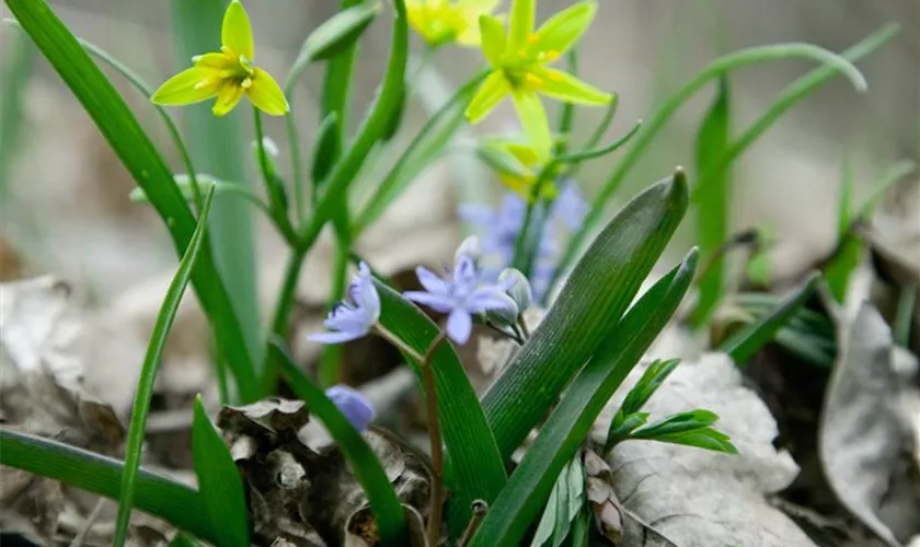 Zweiblättriger Blaustern