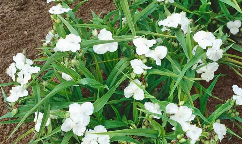 Tradescantia andersoniana 'Innocence'