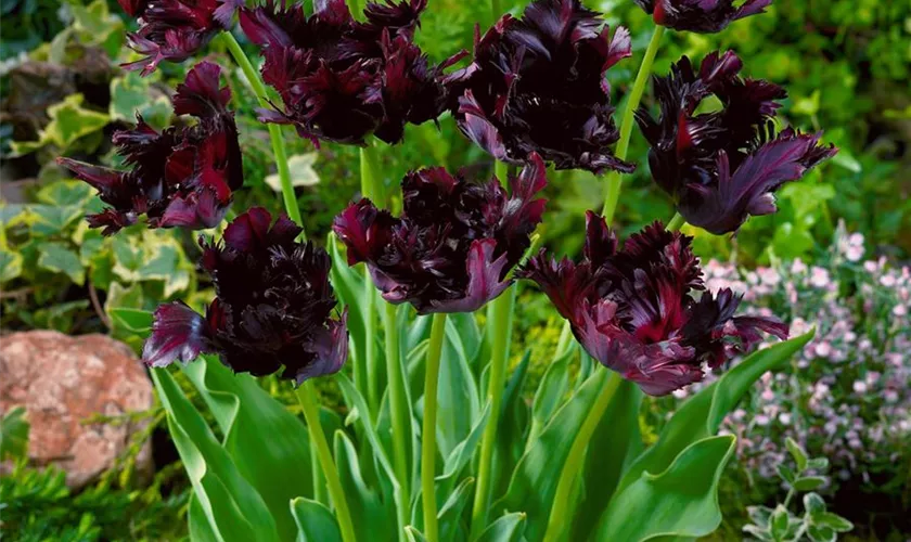 Tulipa 'Black Parrot'