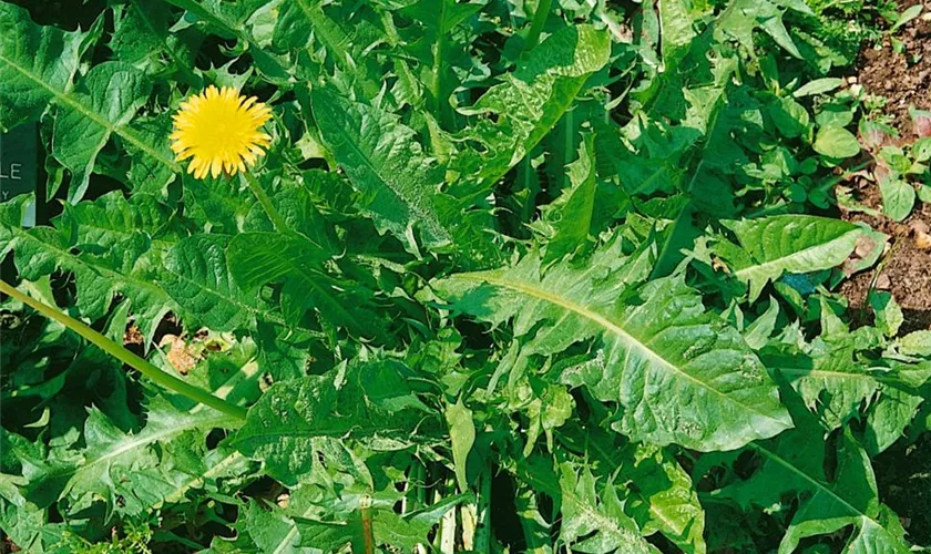 Taraxacum officinale 'Goldherz'