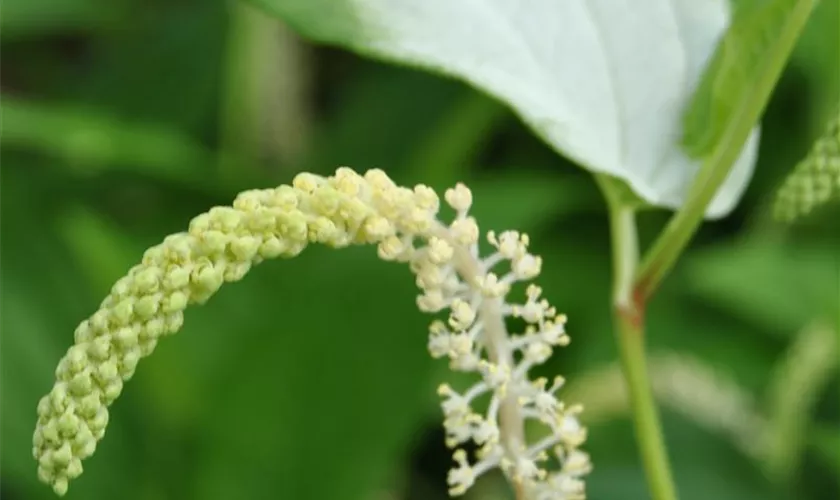 Saururus chinensis