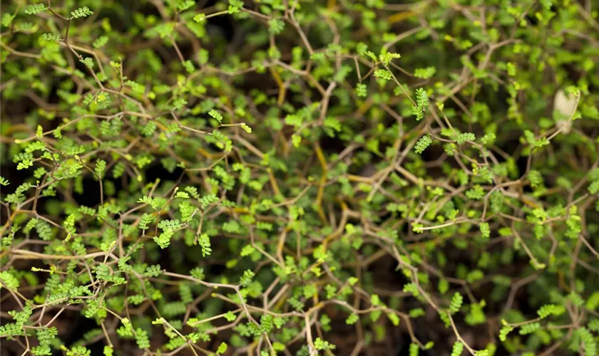 Sophora prostrata 'Little Baby'