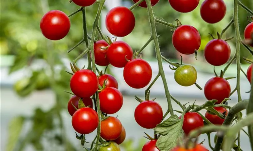 Tomate 'Tumbling Tom Red'