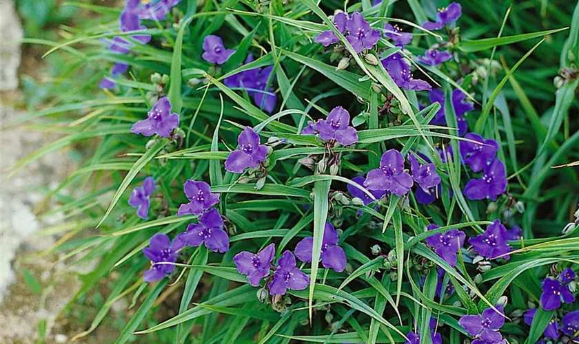 Tradescantia andersoniana 'Leonora'