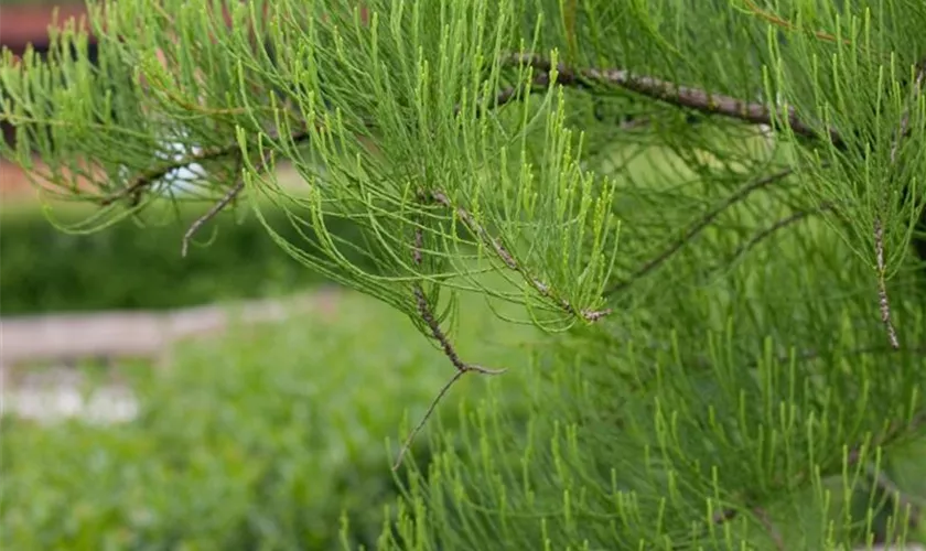 Taxodium ascendens