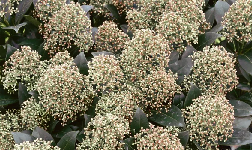 Skimmia japonica 'Snow White'