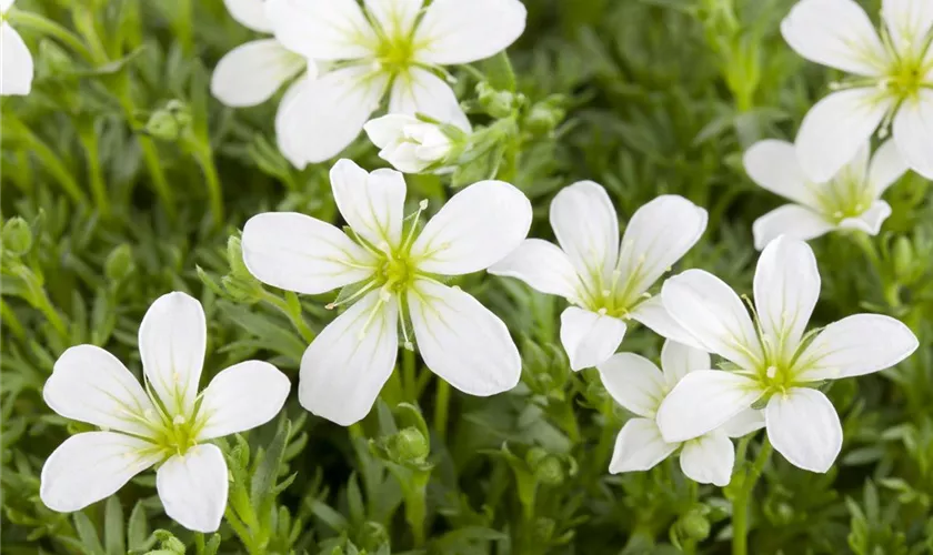 Saxifraga cespitosa 'Findling'