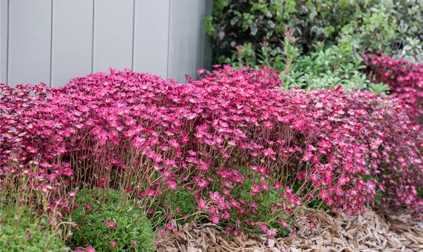 Saxifraga x arendsii 'Feuerwerk'