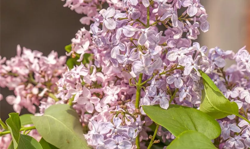 Syringa hyacinthiflora 'Rosenrot'