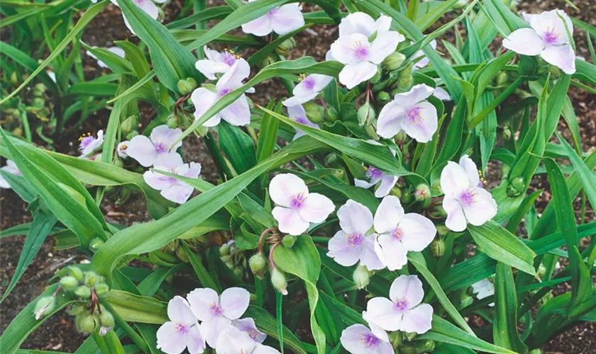 Tradescantia andersoniana 'Osprey'