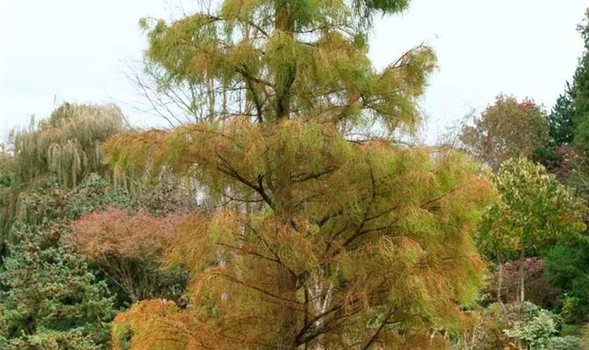 Taxodium ascendens 'Debonair'®